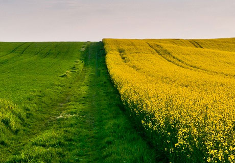 NOUL PROGRAM DE DEZVOLTARE A HORTICULTURII VA ŢINE CONT DE PROBLEMELE IDENTIFICATE ÎN ANUL TRECUT NOUL PROGRAM DE DEZVOLTARE A HORTICULTURII VA ŢINE CONT DE PROBLEMELE IDENTIFICATE ÎN ANUL TRECUT