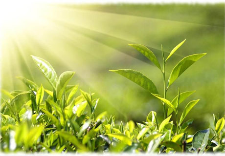 PERSOANELE CU DIZABILITĂȚI DE LA UN CENTRU DE REABILITARE SUNT INSTRUITE SĂ CULTIVE LEGUME PE BAZA DE BIOHUMUS PERSOANELE CU DIZABILITĂȚI DE LA UN CENTRU DE REABILITARE SUNT INSTRUITE SĂ CULTIVE LEGUME PE BAZA DE BIOHUMUS