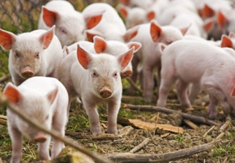 ANSA A CONFIRMAT UN NOU FOCAR DE PESTĂ PORCINĂ AFRICANĂ ÎN RAIONUL ANENII NOI ANSA A CONFIRMAT UN NOU FOCAR DE PESTĂ PORCINĂ AFRICANĂ ÎN RAIONUL ANENII NOI