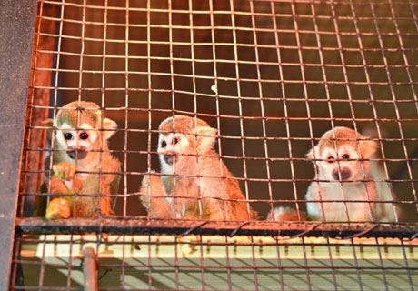 GRĂDINA ZOOLOGICĂ DIN CHIŞINĂU A FOST COMPLETATĂ CU 30 DE ANIMALE GRĂDINA ZOOLOGICĂ DIN CHIŞINĂU A FOST COMPLETATĂ CU 30 DE ANIMALE