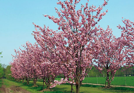 ORAŞUL NIPON TOMI VA OFERI ÎN DAR MOLDOVEI 100 DE PUIEŢI DE SAKURA ORAŞUL NIPON TOMI VA OFERI ÎN DAR MOLDOVEI 100 DE PUIEŢI DE SAKURA