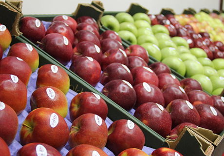DA PLATFORM DEMANDS CLARIFICATION OF SITUATION WITH MOLDOVAN FRUIT EXPORTS TO RUSSIA DA PLATFORM DEMANDS CLARIFICATION OF SITUATION WITH MOLDOVAN FRUIT EXPORTS TO RUSSIA