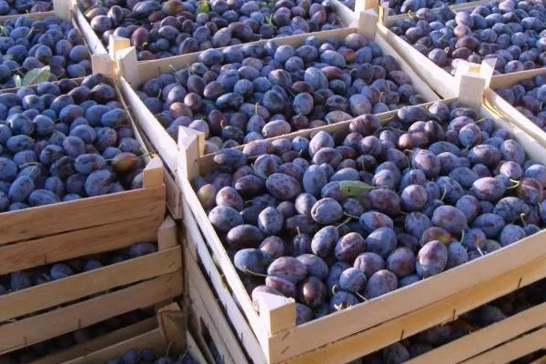 ​IN 2023 MOLDOVA PROVIDED THE EUROPEAN UNION WITH MORE THAN 25% OF PLUM SUPPLIES