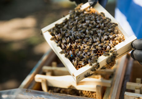 MOLDAPIS LAUNCHES FIRST LABORATORY FOR ARTIFICIAL INSEMINATION OF QUEEN BEES MOLDAPIS LAUNCHES FIRST LABORATORY FOR ARTIFICIAL INSEMINATION OF QUEEN BEES