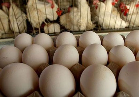 MOLDOVA STILL HOPES TO GET THE RIGHT TO EXPORT CHICKEN AND EGGS TO EU MOLDOVA STILL HOPES TO GET THE RIGHT TO EXPORT CHICKEN AND EGGS TO EU