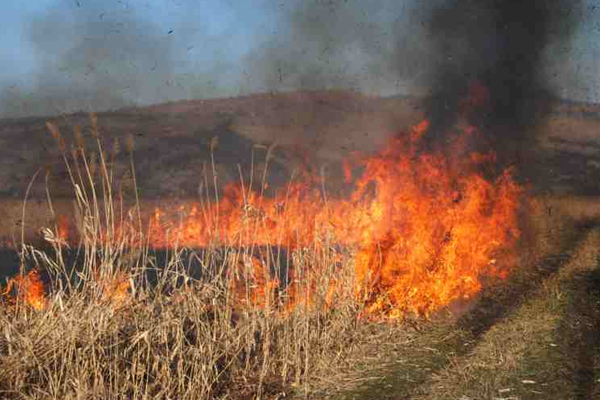 ​9 PEOPLE WERE FINED FOR BURNING DRY GRASS IN THE PAST WEEK