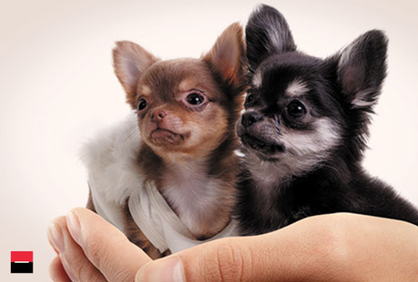 TAKE A LOAN THAT DOES NOT BITE TAKE A LOAN THAT DOES NOT BITE