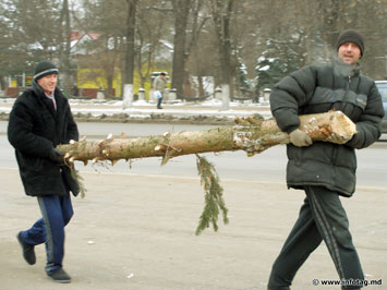 Все хорошее в жизни, как и новогодняя елка быстро заканчивается. И тогда ее удел – свалка? Правда, молдавские экологи находят зеленым красавицам и другое, более практическое применение. 