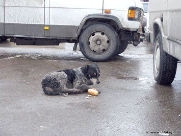 Бродячие собаки являются серьезной проблемой не только для Молдовы, но и для многих других стран