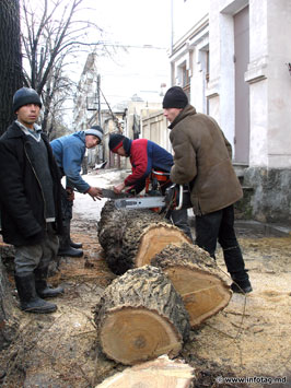 В Кишиневе продолжается вырубка деревьев