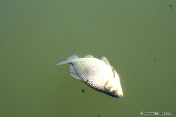 В озере «Валя Морилор» всплыла рыба, а люди… купаются