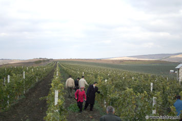 Французский виноград для Молдовы