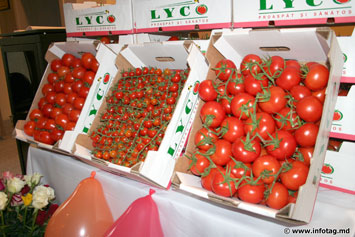 Молдавская компания направила 2 млн. евро на выращивание томатов