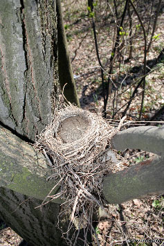 Гнезда ждут обитателей