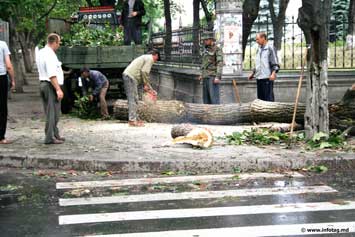 Падение дерева в центре Кишинева приостановило движение  троллейбусов