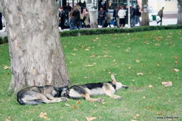 В сквере Национальной оперы бездомные собаки чувствуют себя защищенными
